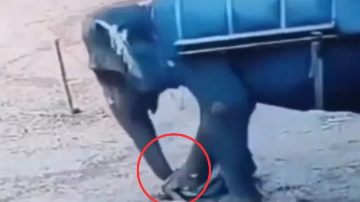 Ataque de elefante