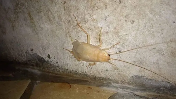 ¿Qué hacer si hay cucarachas blancas en la cocina