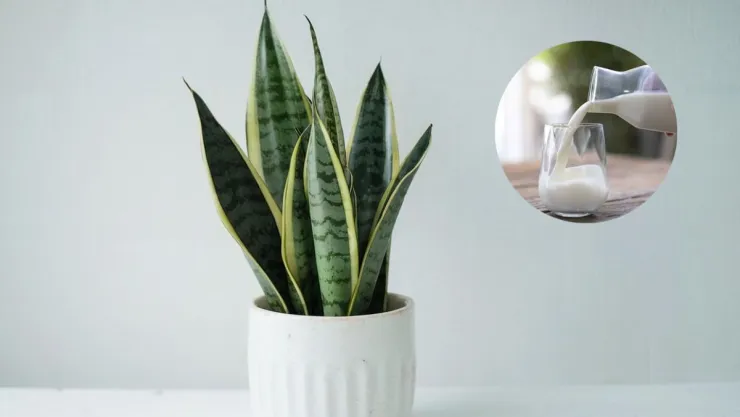 /estilo-de-vida/poner-leche-sansevieria-quienes-recomiendan-para-que-sirve