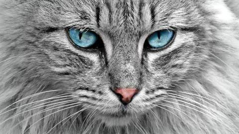 cat-g4c13be4c2_1920.jpg
