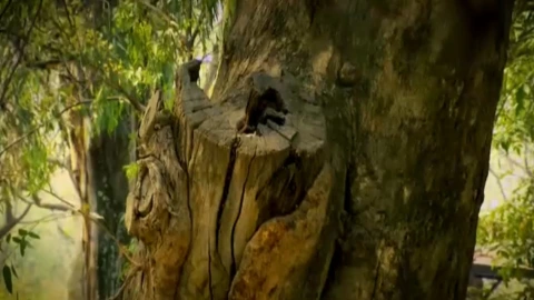 Cedro.jpeg