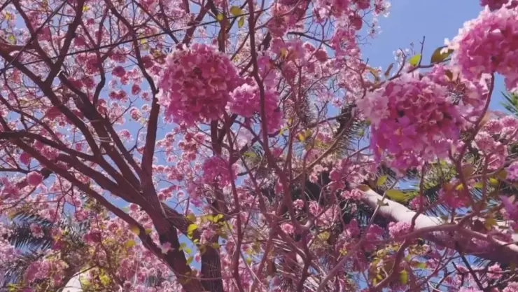 Maculís, el árbol que llena de flores rosas las calles de Mérida