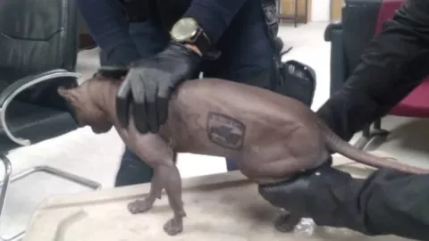 Hallan a un gato egipcio tatuado al interior del penal de Ciudad Juárez donde ocurrió el motín