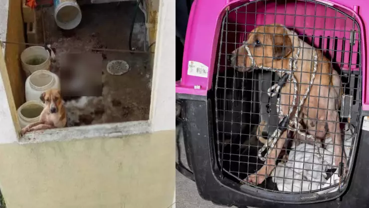 ¡Justicia para los sin voz! Rescatan a perrita víctima de maltrato animal en Cancún