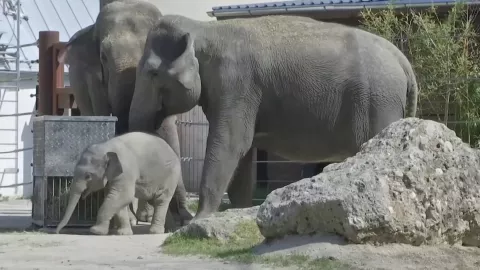 Elefante beb&eacute; pasea en el zool&oacute;gico de M&uacute;nich en Alemania