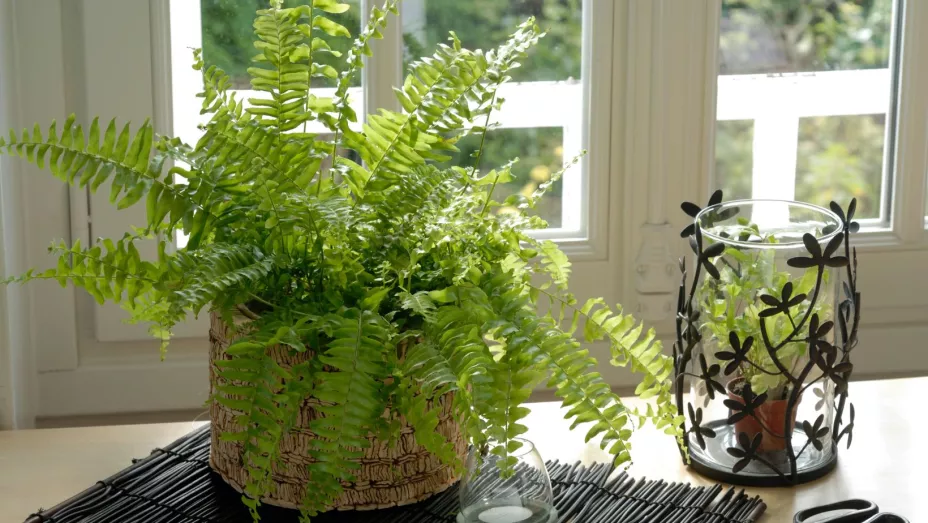 El helecho puede ayudarte a descansar mejor