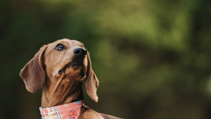 Perro salchicha