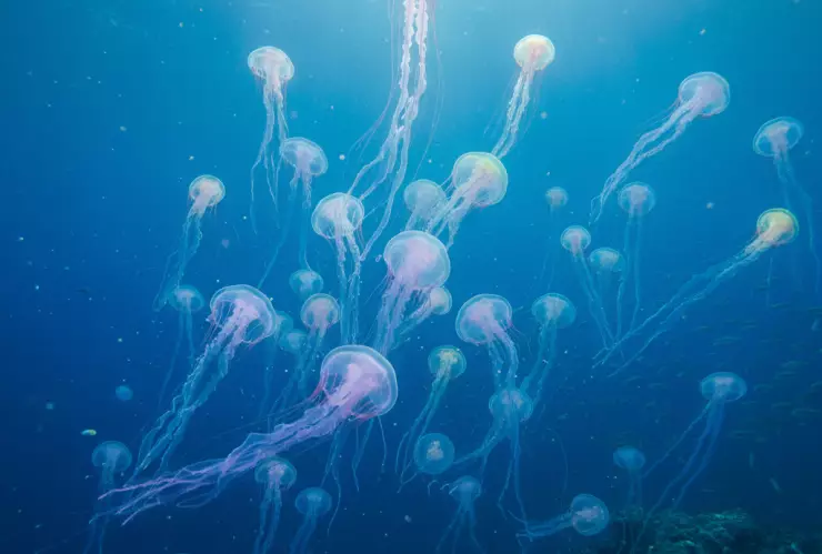 Playas de Jalisco pique una medusa