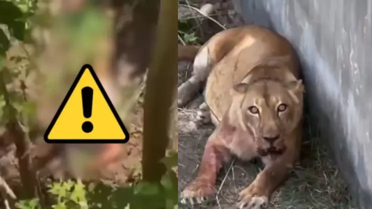 Leona devora a joven en Brasil