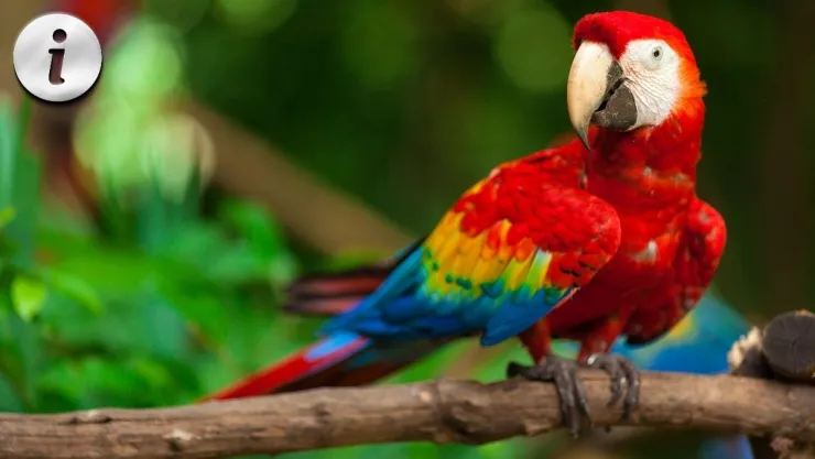 3 datos sorprendentes de la Guacamaya Roja y su situación en México.jpg