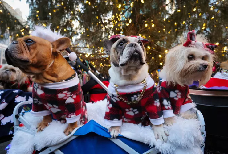 España ya considera a los animales seres sintientes