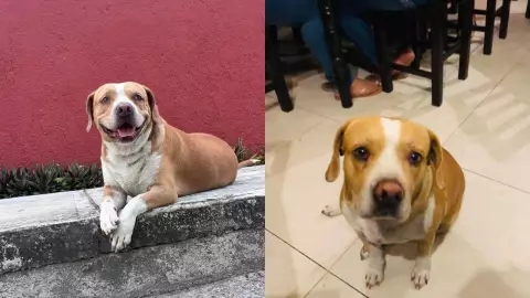 Perro en Cozumel finge ser callejero para pedir comida; piden ya no alimentar a Roberto