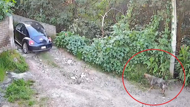 abandonan a perrito tlalpan cdmx video