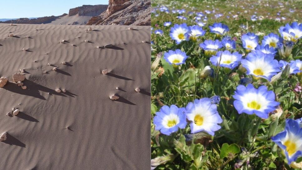Flores, desierto, Atacama b.jpg