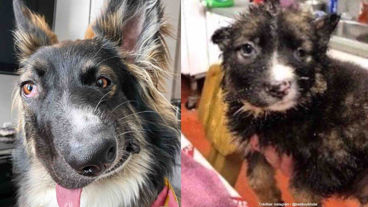 perrito deformidad cara ataque madre.jpg