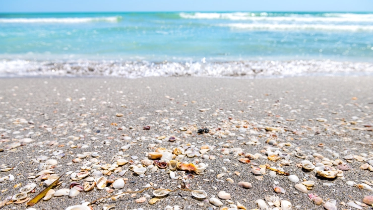 una vista de las aguas cristalinas repleta de caracoles.