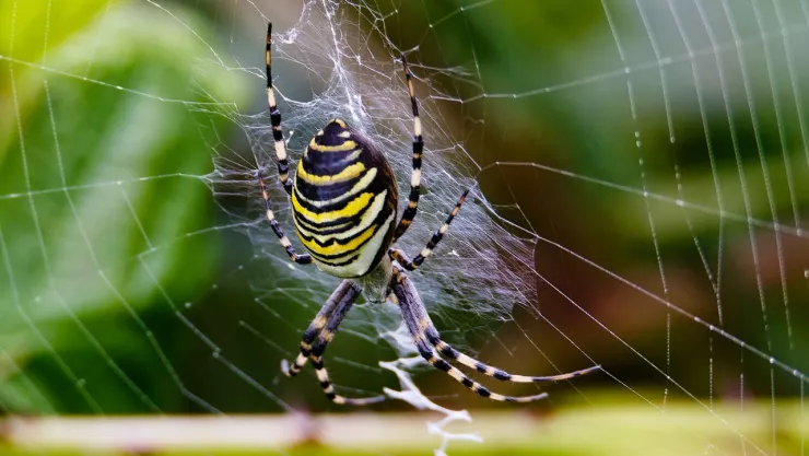 ara&ntilde;a tigre riesgos