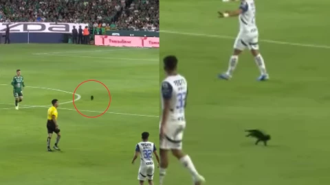 Gato negro en el partido