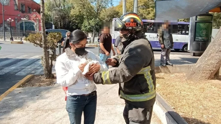 Bomberos rescatan a gatito atrapado en árbol en Tlalpan