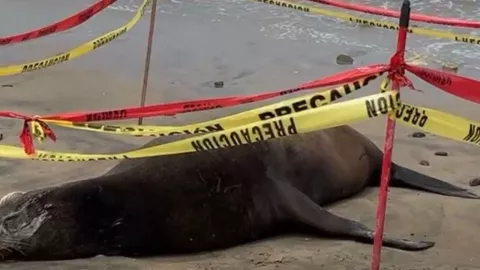 Reportan lobo marino enfermo en Playas de Tijuana hoy jueves 17 de abril de 2025