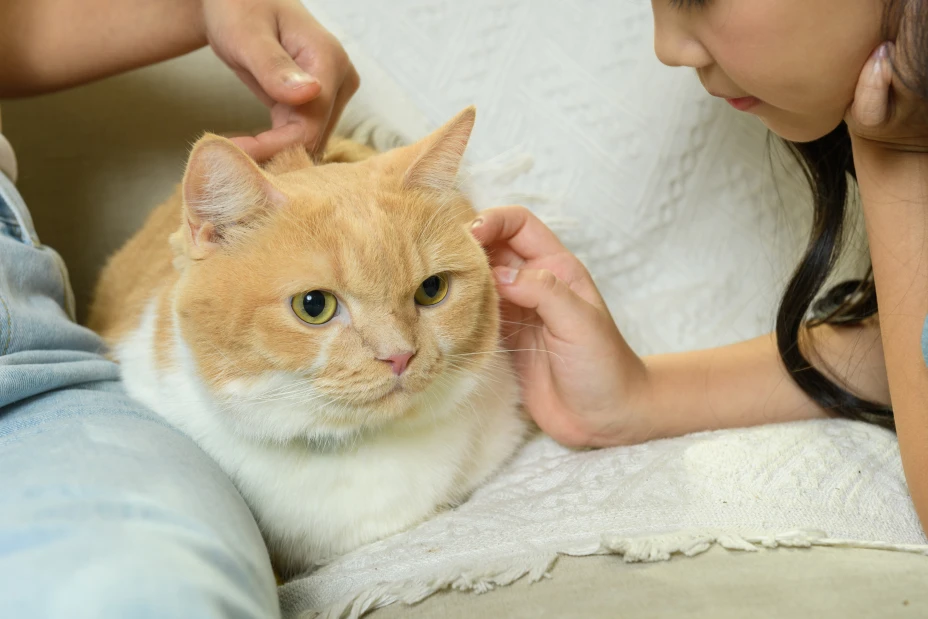 22-0011_Boehringer_AnimalCare_Cat_PettingCat_RGB.jpeg
