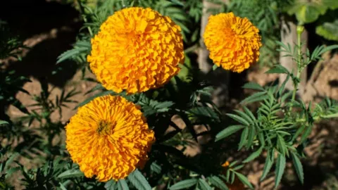 producción de flor de cempasúchil en querétaro.jpg