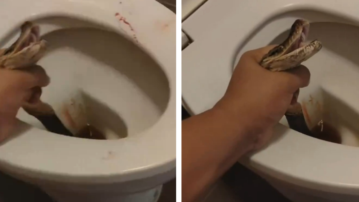 Un hombre fue mordido en los genitales por una cobra venenosa