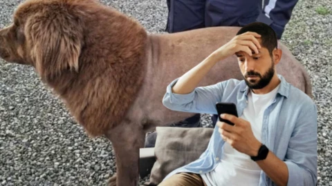 Pensaron que era un león, resultó ser un perro con un corte de cabello nuevo