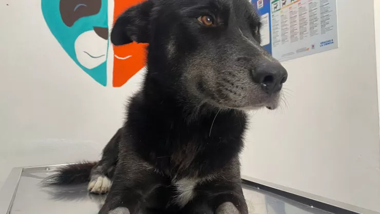 maltrato animal