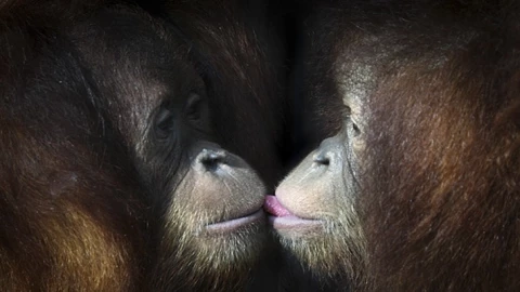 Día Internacional del Beso 5 tips de expertos para combatir el mal aliento.jpeg