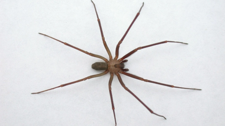 Araña-violinista-temporada-cómo-cuidarse