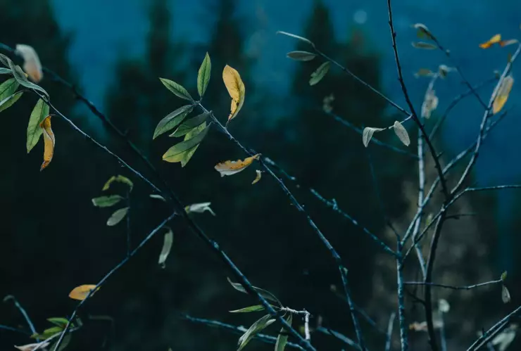 ¿Cuántos frentes fríos tendrá la temporada invernal 2024-2025 en México