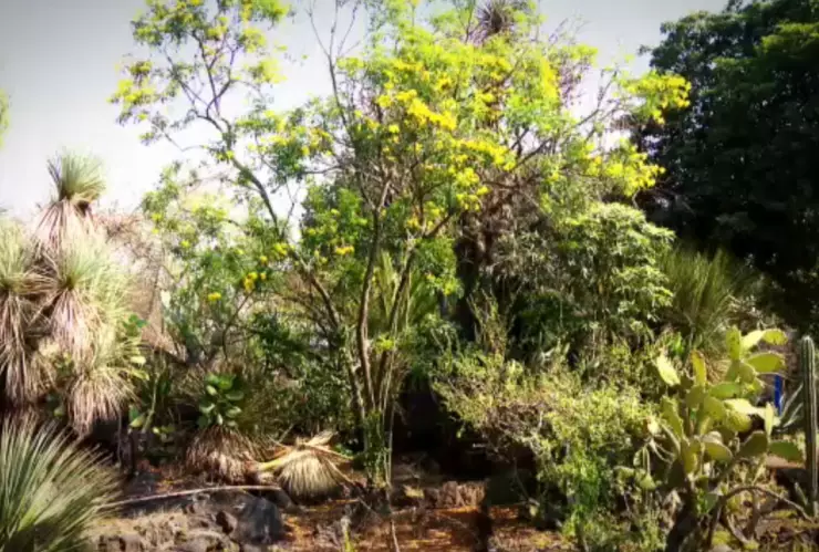 Palmeras en peligro (5).jpeg