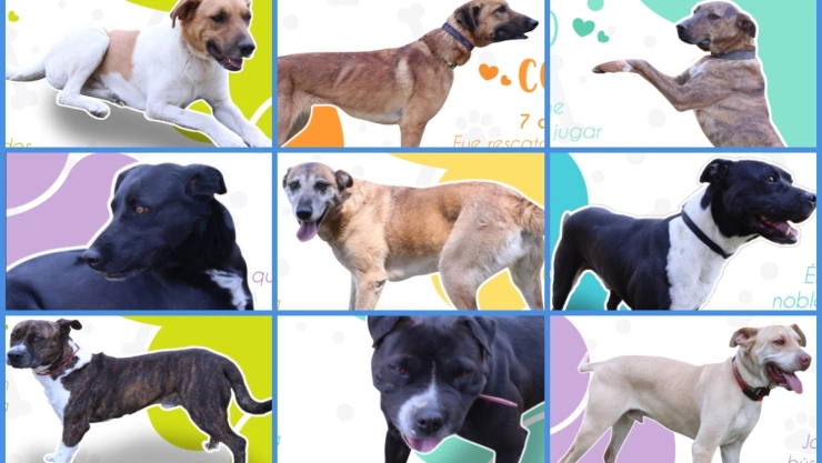 Perros rescatados por la Brigada de Vigilancia Animal en CDMX.