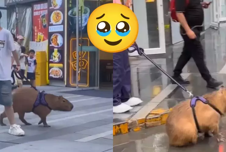 ¡Lo más bonito del día! Joven pasea con su capibara y enloquece a las redes | VIDEO