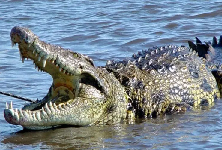 Cocodrilo del Malibrán