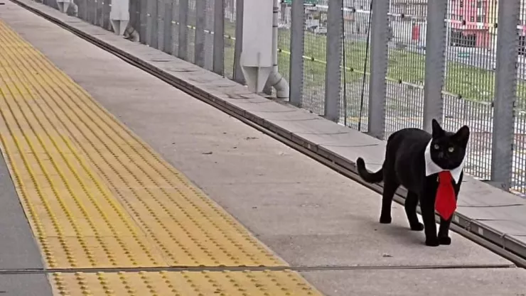 Gatito “Lic. Miauricio” conquista los corazones de los pasajeros del Tren Interurbano