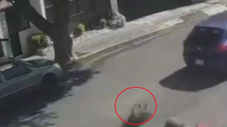 perrito atropellado san manuel puebla video