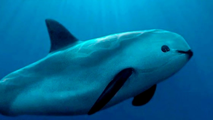 Vaquita-marina-avistamientos