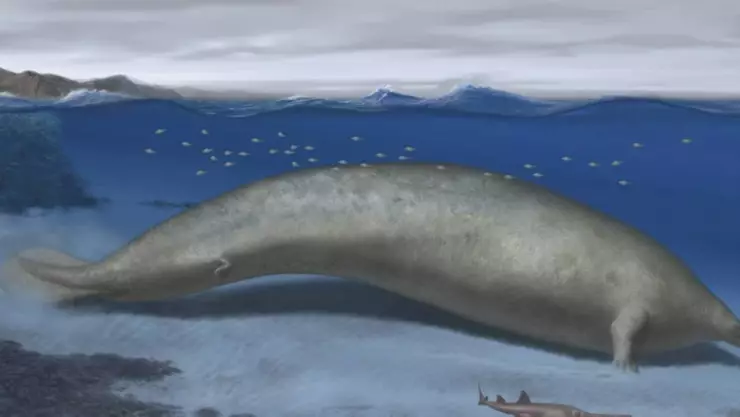 ballena colosal peruana