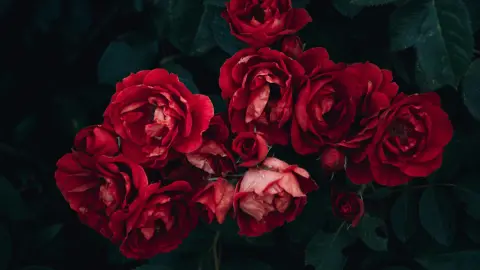 Rosas Rojas