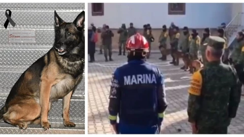 perros rescatistas Proteo Turquía