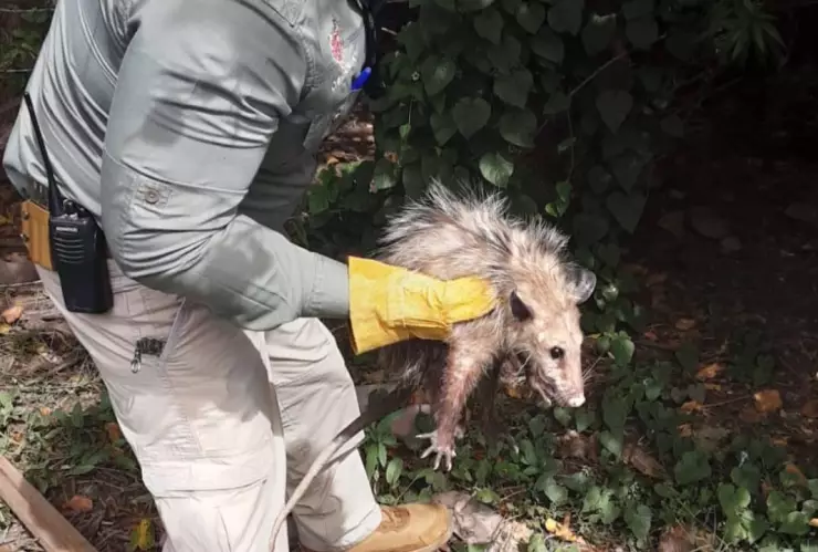 Rescatan mapaches en Chihuahua