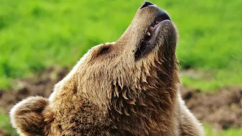 ¡IMPACTANTE! Hombre de 58 años muere aplastado por un oso