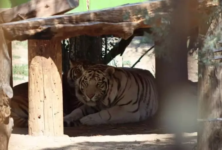 Decomisan armas y tigres en La Rumorosa