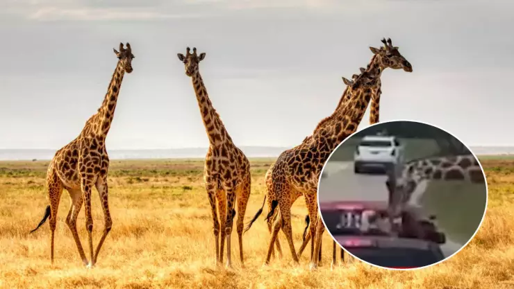 ¡Miedo en el safari! Jirafa hambrienta levanta a una niña cuando buscaba comida (VIDEO)