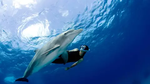 fentanilo en delfines