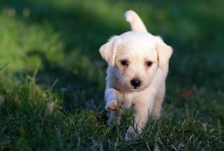 Muy cara El costo exacto de ponerle la vacuna contra la rabia a tu mascota en veterinarias del Área Metropolitana de Guadalajara