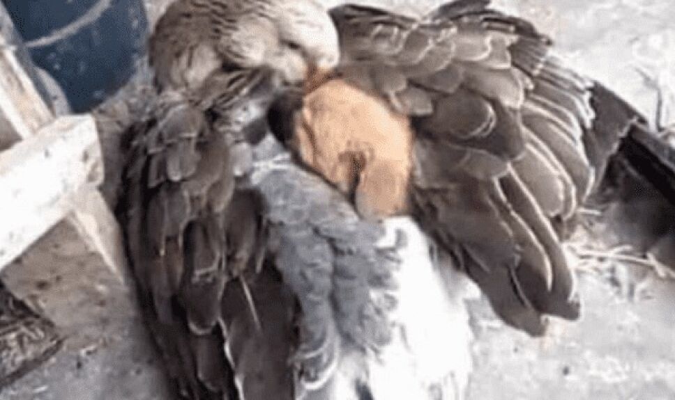 pato perrito tiktok.jpg