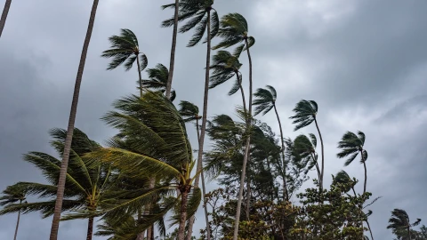 Palmeras y ráfagas de viento.